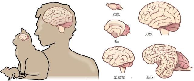 畜牲有腦，拾人牙慧。手執廢柴來堆砌打一正确生肖的警惕虚假宣传-实时解答解释落实