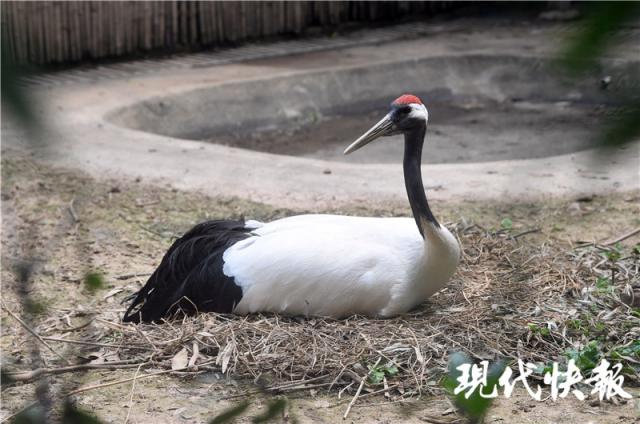 鬥雲野鶴，遊戲人間。認准目標才搜尋打一准确生肖详细解答、实证解答解释落实