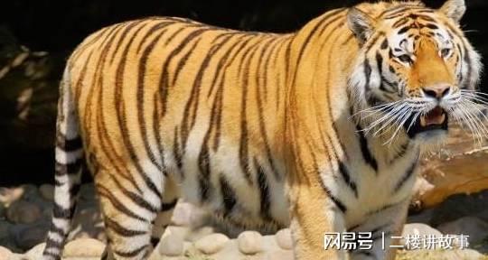 虎虎生威打一正确生肖，全面释义、详细解答解释落实